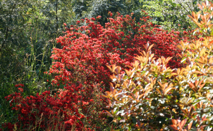 映山红野杜鹃 浙江