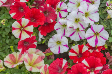 春天户外密集的彩色大牵牛花