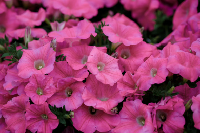 春天户外密集的彩色大牵牛花