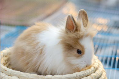 可爱的长毛兔 兔子