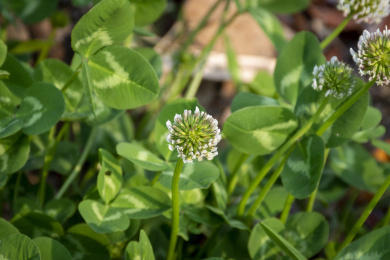 春天绽放的车轴草白色簇状花朵