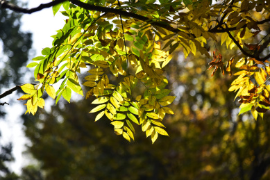 中国苏州园林虎丘景区秋天的风景