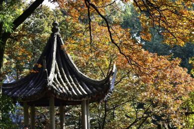 中国苏州园林虎丘景区秋天的风景