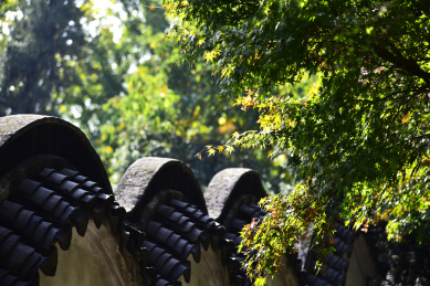 中国苏州虎丘风景区银杏秋色
