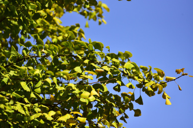 中国苏州园林虎丘风景区秋天的银杏叶