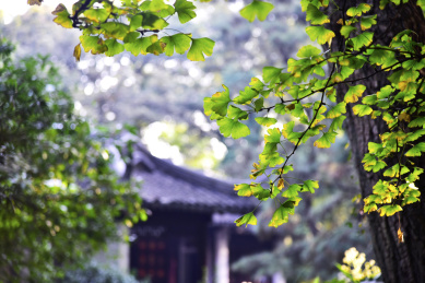 中国苏州园林虎丘风景区秋天的银杏叶