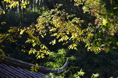 中国江苏省苏州园林虎丘景区秋天的风景
