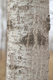 杨树树干 树木 树干