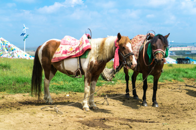 青海金银滩草原上的骏马经幡和蒙古