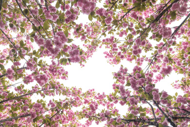 公园里盛开的日本晚樱