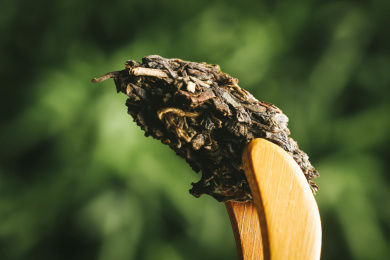 绿色背景前一块夹着的普洱生茶