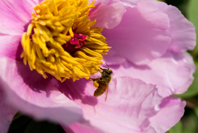 在盛开的牡丹上采蜜的蜜蜂