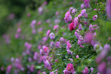 户外的蔷薇花墙