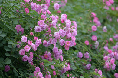 户外的蔷薇花墙