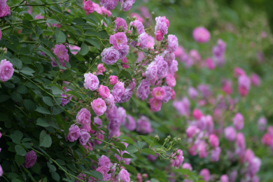 户外的蔷薇花墙