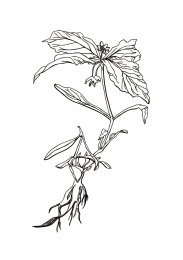 中药植物-太子参 植物