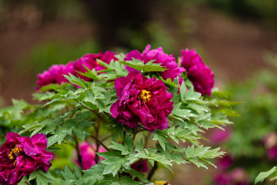 花园里的牡丹花