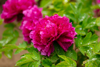 盛开的玫红色牡丹花