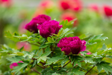 雨后绽放的牡丹花