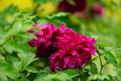 雨后的玫红色牡丹花