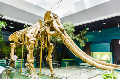 甘肃兰州甘肃省博物馆黄河古象化石