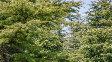 春天的公园里枝叶茂密的针叶树