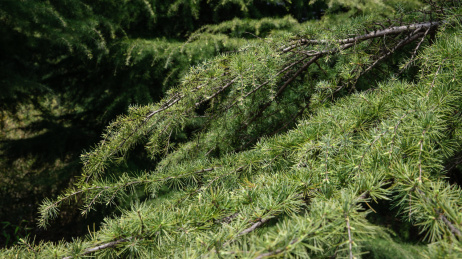 春天的公园里枝叶茂密的针叶树