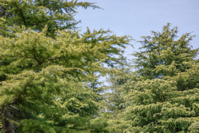 春天的公园里枝叶茂密的针叶树