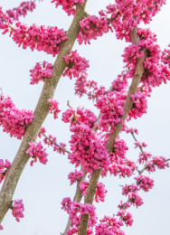 春天的公园里盛开的豆科紫荆花