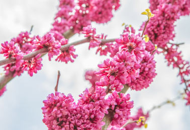 春天的公园里盛开的豆科紫荆花
