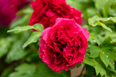 一朵带水珠的红色牡丹花