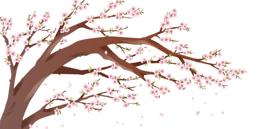 一颗开满桃花的桃树