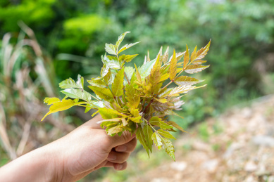 手拿一把野生藤茶 