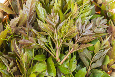 白背景上新鲜野生藤茶