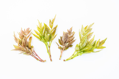 白背景上新鲜野生藤茶嫩叶