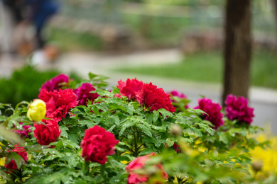 花园里的红色牡丹花