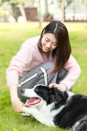 主人和趴在草地上的边牧犬握手