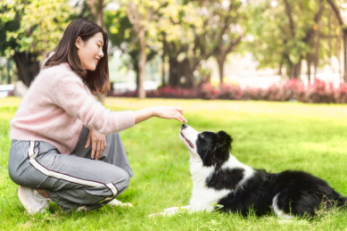 主人和边牧犬在草地上玩闹