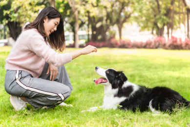 主人和边牧犬在草地上玩闹