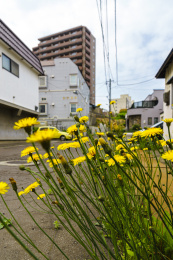 日本北海道小樽街道