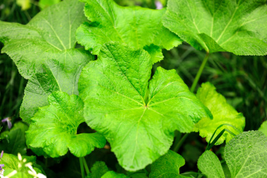 诸葛菜绿色叶子 户外