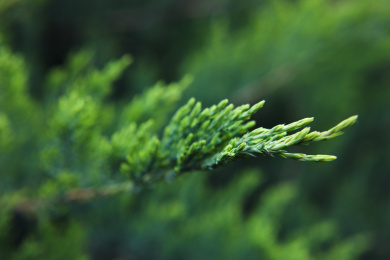 公园里的叉子圆柏