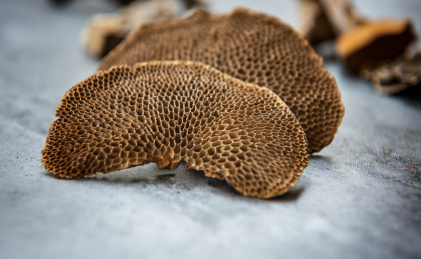 野生药用真菌毛蜂窝菌