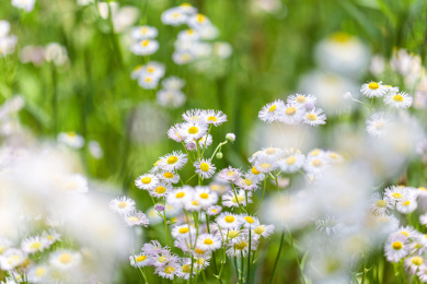 生长在野外的一丛小菊花