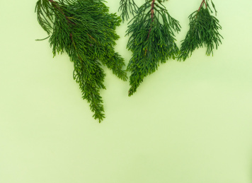 淡绿色背景上的松针绿叶