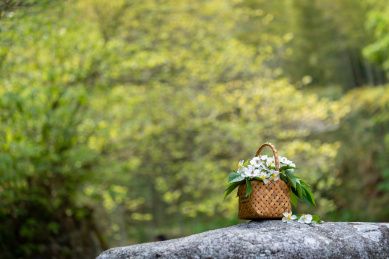 户外石头上的一竹篮白色金樱子花