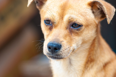 一只表情忧郁的中华田园犬