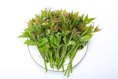 云南野菜刺五加 刺五加