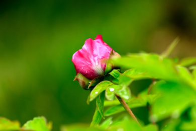粉牡丹花苞特写