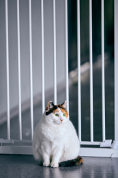 一只长着绿色眼睛的肥猫坐在白色栅栏钱